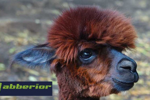 Nanobodies: Malé, přesné a konečně dostupné.