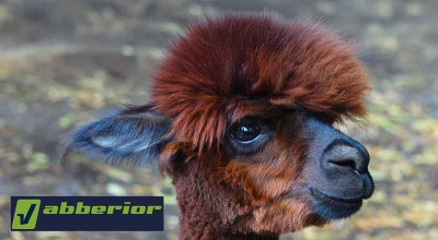 Nanobodies: Malé, přesné a konečně dostupné.