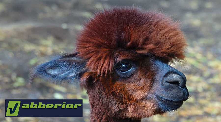 Nanobodies: Malé, přesné a konečně dostupné.