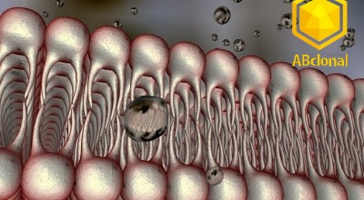 Nové protilátky pro výzkum homeostázy železa a ferroptózy od ABclonal