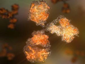 BioXCell InVivo Antibodies