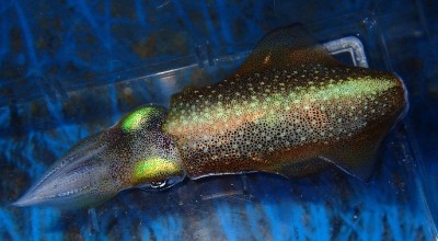 Cephalopod + Tomocube = nový „refrakční tag“ pro molekulární zobrazovací sondy