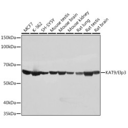 KAT9/Elp3 Rabbit mAb