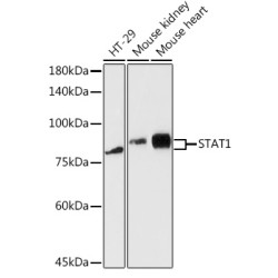 STAT1 Rabbit pAb