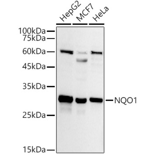 NQO1 Rabbit pAb