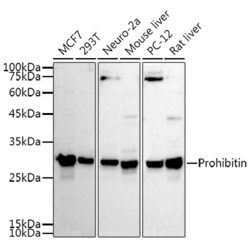 Prohibitin Rabbit pAb