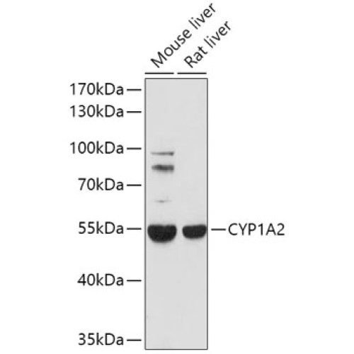 CYP1A2 Rabbit pAb