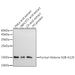 Formyl-Histone H2B-K120 Rabbit mAb