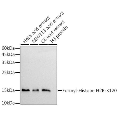 Formyl-Histone H2B-K120 Rabbit mAb