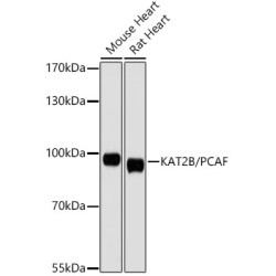 KAT2B/PCAF Rabbit pAb