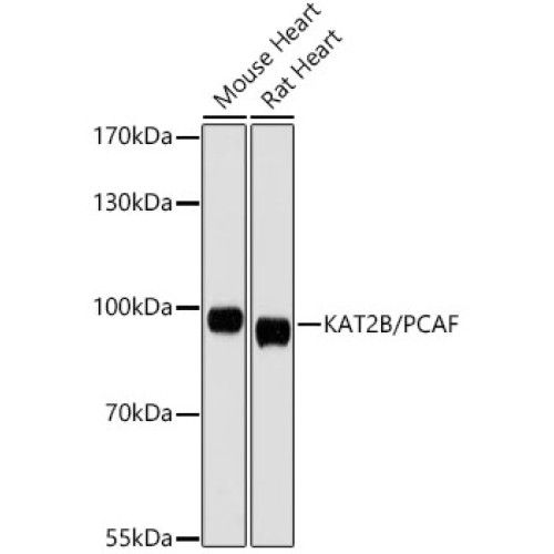 KAT2B/PCAF Rabbit pAb
