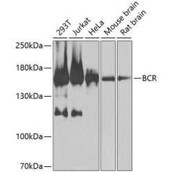 BCR Rabbit pAb