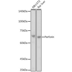 Perforin Rabbit pAb