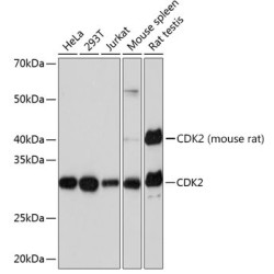 [KO Validated] CDK2 Rabbit mAb