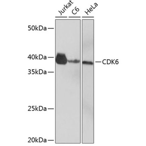 CDK6 Rabbit mAb