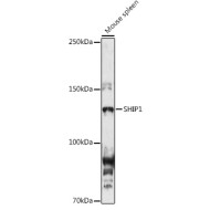 SHIP1 Rabbit pAb