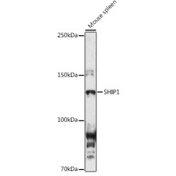 SHIP1 Rabbit pAb