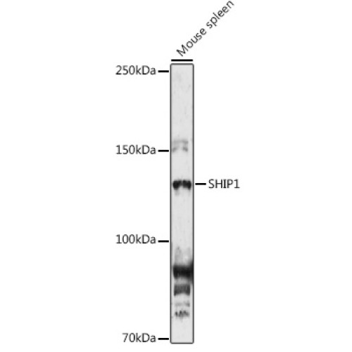 SHIP1 Rabbit pAb