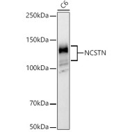 NCSTN Rabbit pAb