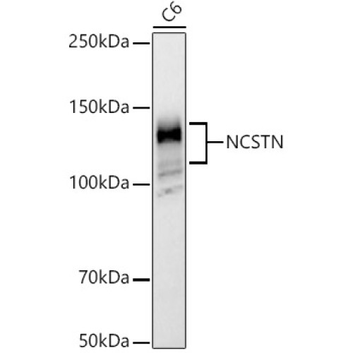 NCSTN Rabbit pAb