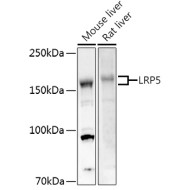 LRP5 Rabbit pAb