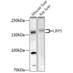 LRP5 Rabbit pAb