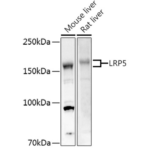LRP5 Rabbit pAb