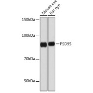 PSD95 Rabbit mAb