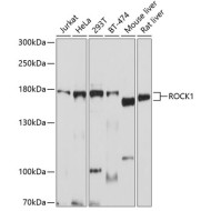 ROCK1 Rabbit pAb