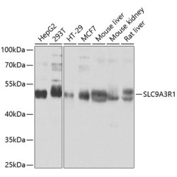 SLC9A3R1 Rabbit pAb