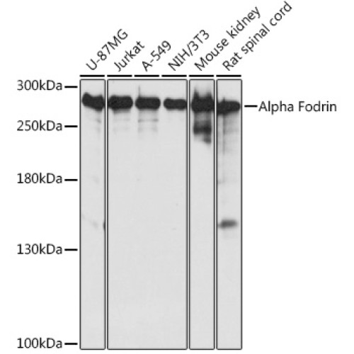 Alpha Fodrin Rabbit pAb