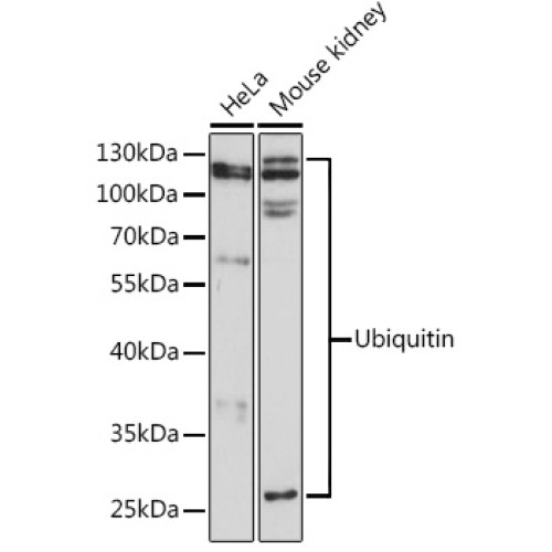 Ubiquitin Rabbit pAb