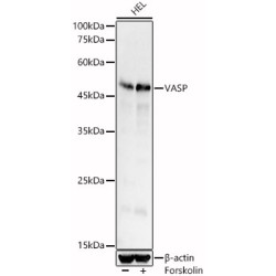 VASP Rabbit pAb