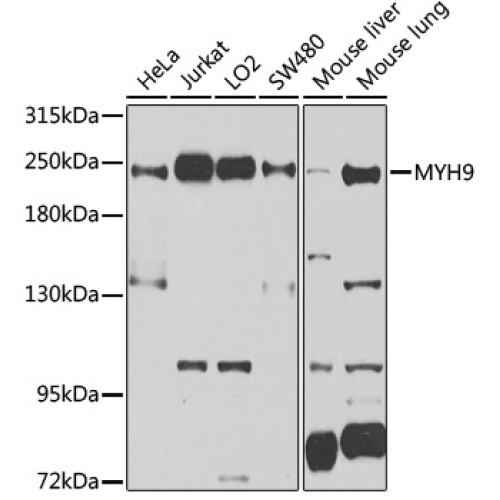 MYH9 Rabbit pAb
