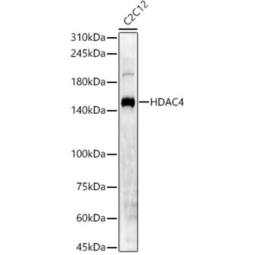 HDAC4 Rabbit pAb