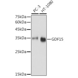 GDF15 Rabbit pAb