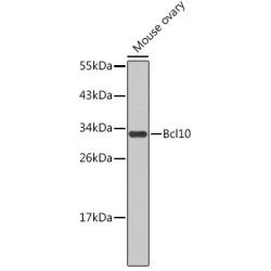 Bcl10 Rabbit pAb