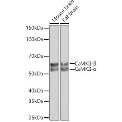 CaMKII Rabbit mAb
