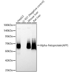 Alpha-Fetoprotein (AFP) Rabbit pAb