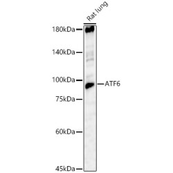 ATF6 Rabbit pAb
