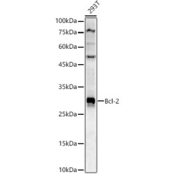 Bcl-2 Rabbit pAb