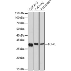 Bcl-XL Rabbit pAb
