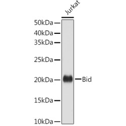 Bid Rabbit pAb