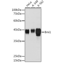 Bmi1 Rabbit pAb