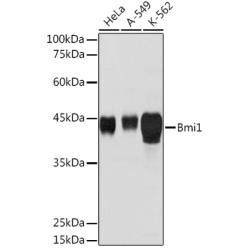 Bmi1 Rabbit pAb