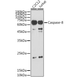 Caspase-8 Rabbit pAb