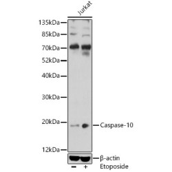 Caspase-10 Rabbit pAb