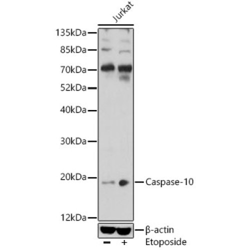 Caspase-10 Rabbit pAb