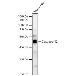 Caspase-12 Rabbit pAb