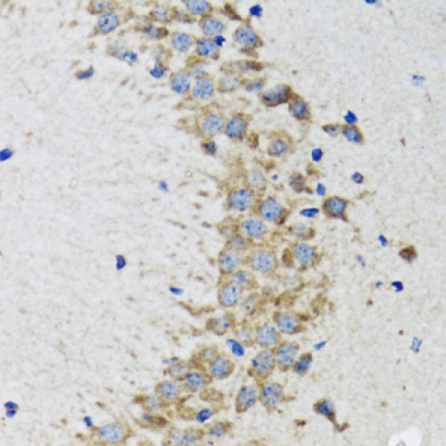 CDK1 Rabbit pAb